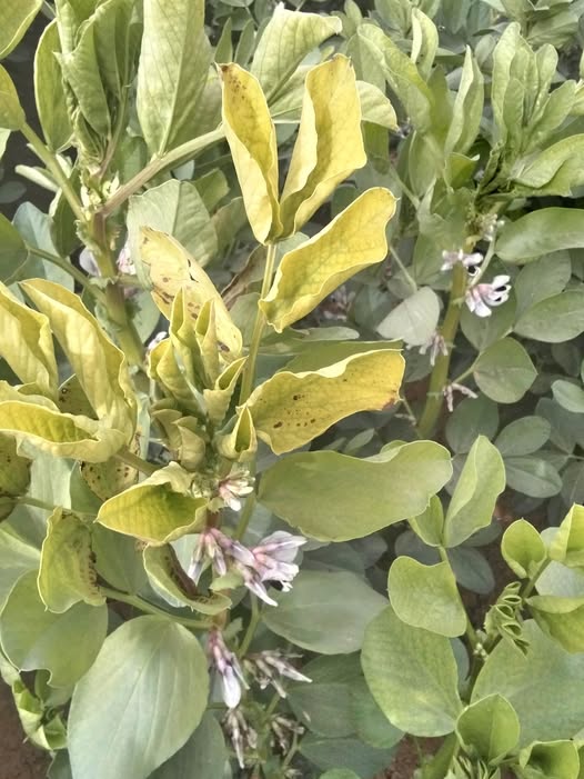 سبب اصفرار نبات الفول